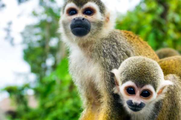 Monkey Park&nbsp;Foundation Tour