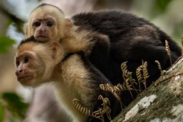 Monkey Park&nbsp;Foundation Tour