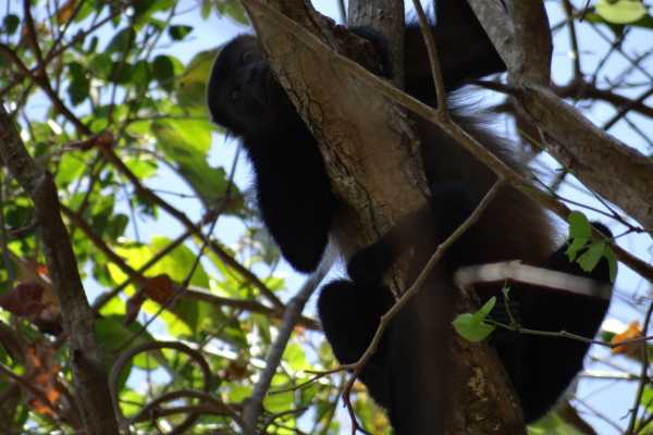 Monkey Park&nbsp;Foundation Tour