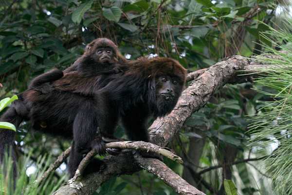 Monkey Park&nbsp;Foundation Tour