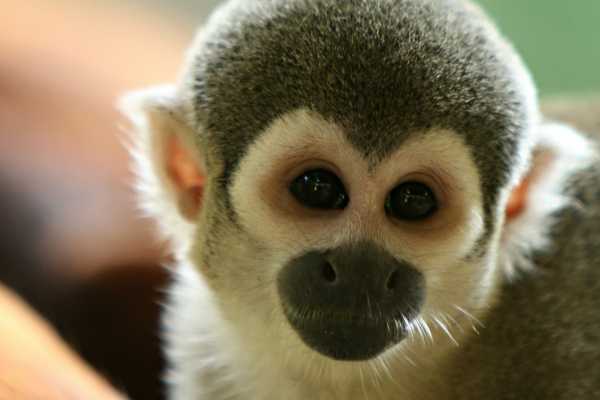 Monkey Park&nbsp;Foundation Tour