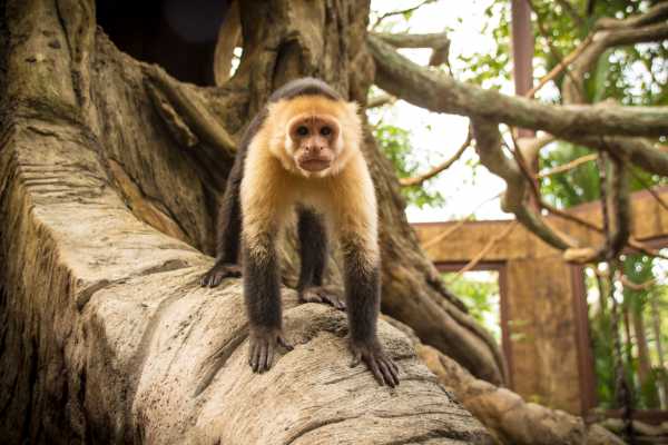 Monkey Park&nbsp;Foundation Tour