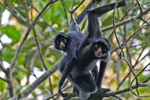Monkey Park&nbsp;Foundation Tour