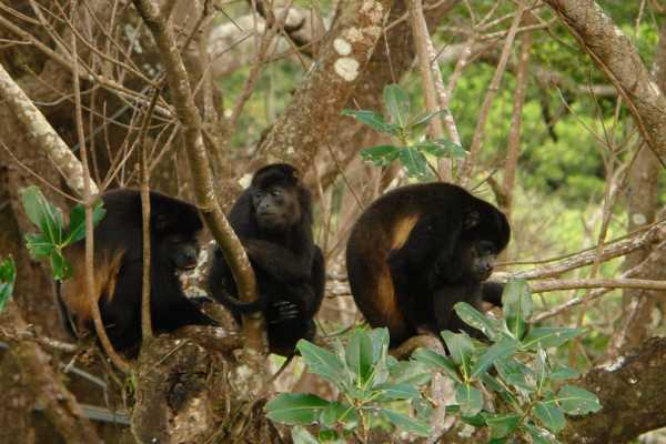 Monkey Park&nbsp;Foundation Tour