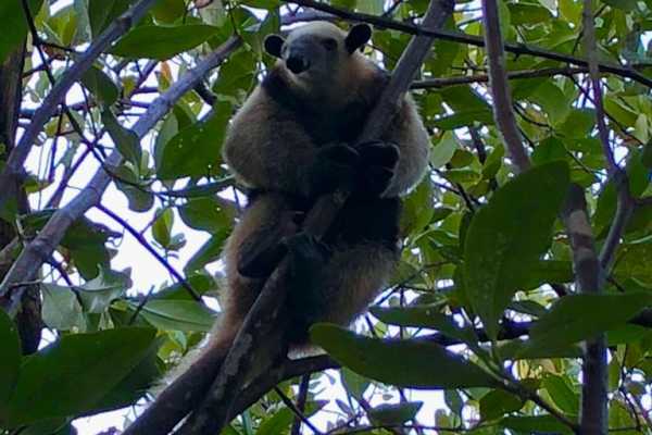 Boat Safari and Nature Walk Tour