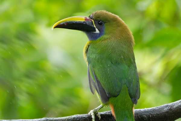 Boat Safari and Nature Walk Tour