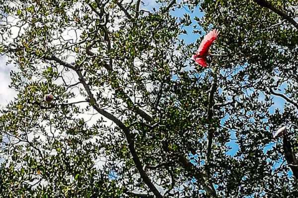 Boat Safari and Nature Walk Tour