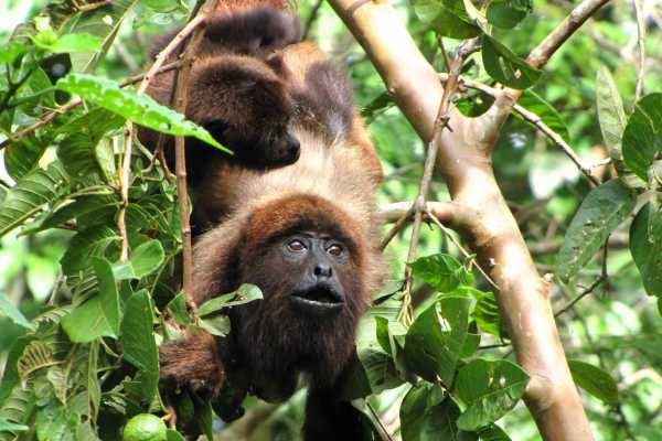 Boat Safari and Nature Walk Tour