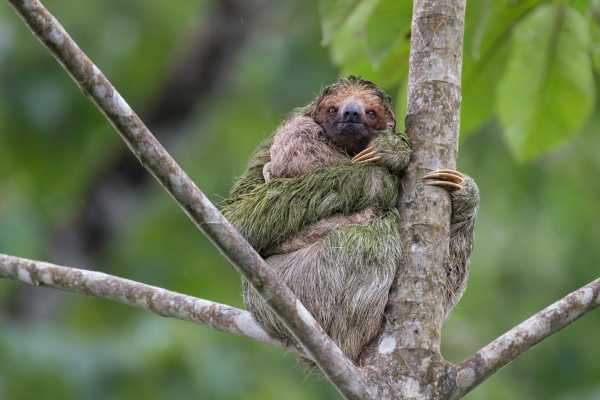 Boat Safari and Nature Walk Tour