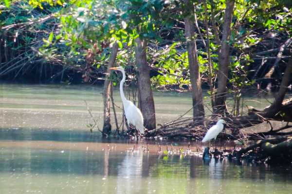 Boat Safari and Nature Walk Tour