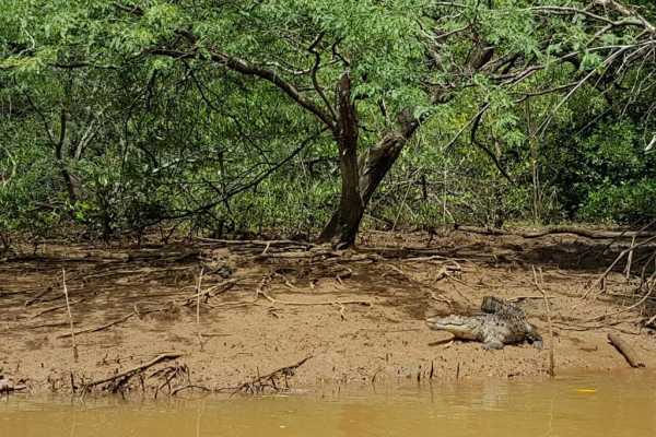 Boat Safari and Nature Walk Tour