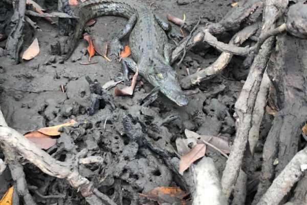 Boat Safari and Nature Walk Tour