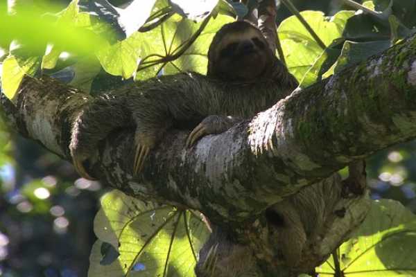 Boat Safari and Nature Walk Tour