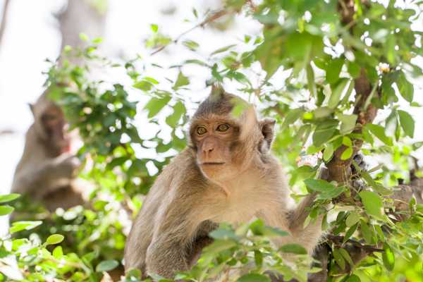 Boat Safari and Nature Walk Tour