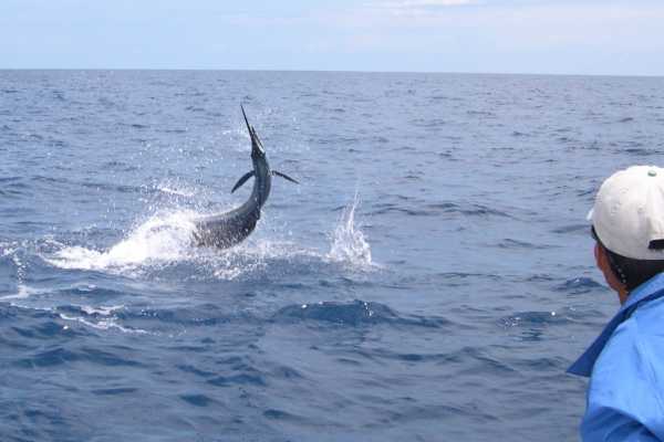 Sport Fishing at Dreams Las Mareas