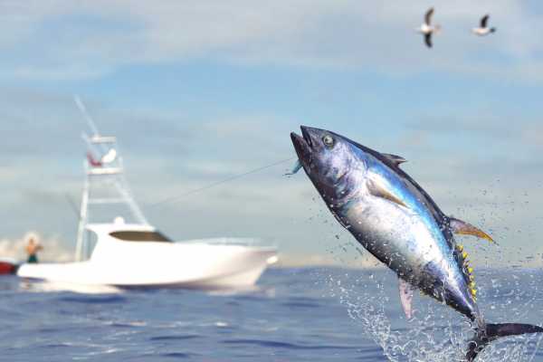 Sport Fishing at Dreams Las Mareas