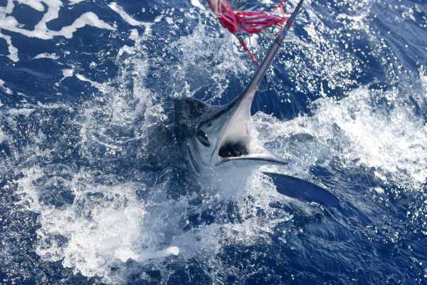 Sport Fishing at Dreams Las Mareas