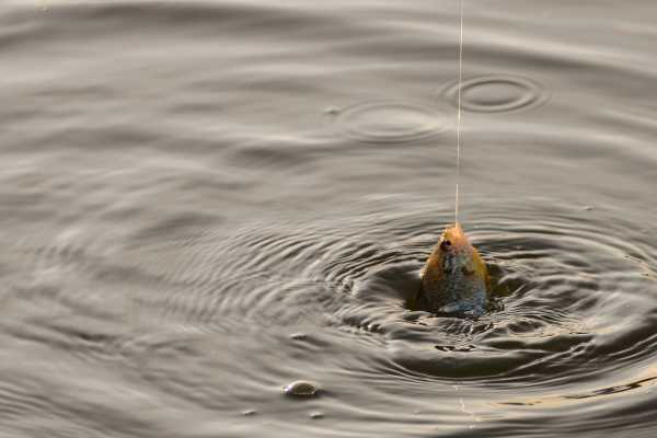 Sport Fishing at Dreams Las Mareas