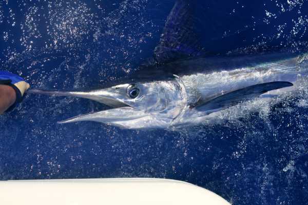Sport Fishing at Dreams Las Mareas