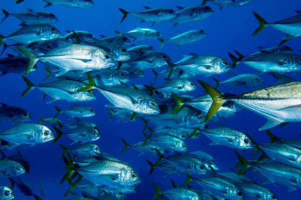 Sport Fishing at Dreams Las Mareas