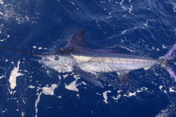 Sport Fishing at Dreams Las Mareas