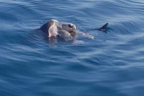 Sport Fishing at Dreams Las Mareas