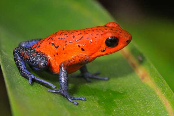 Reptiles and Amphibians Expedition