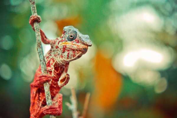 Reptiles and Amphibians Expedition