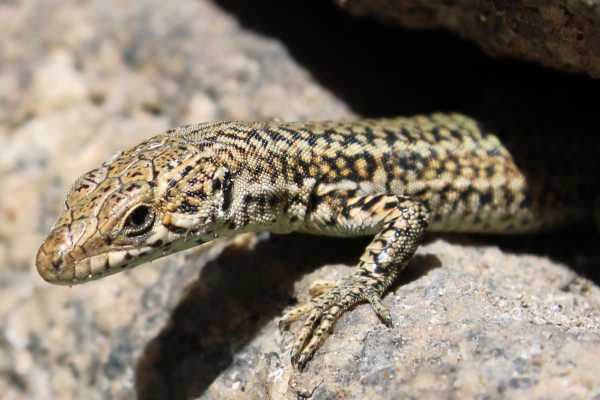 Reptiles and Amphibians Expedition