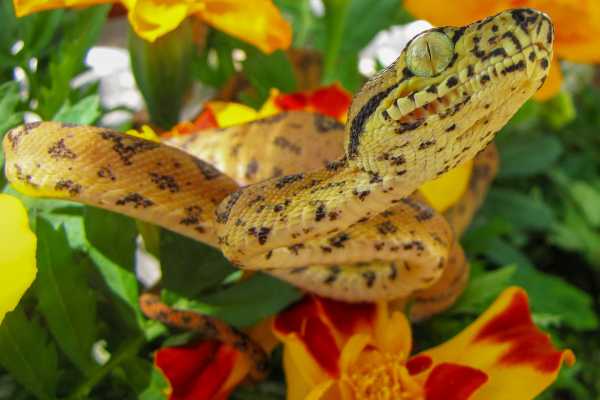 Reptiles and Amphibians Expedition