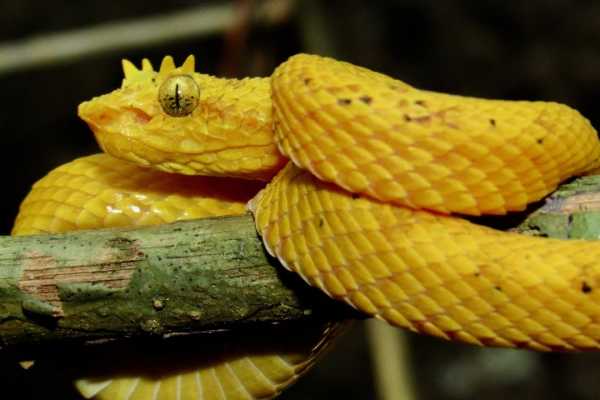 Reptiles and Amphibians Expedition