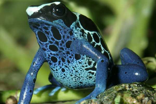 Reptiles and Amphibians Expedition