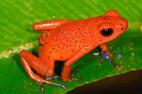 Reptiles and Amphibians Expedition