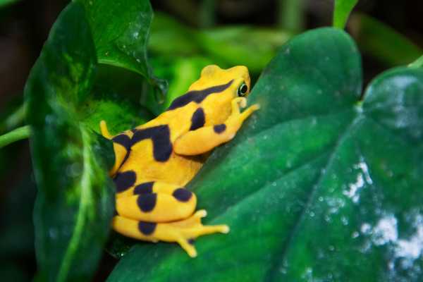 Reptiles and Amphibians Expedition