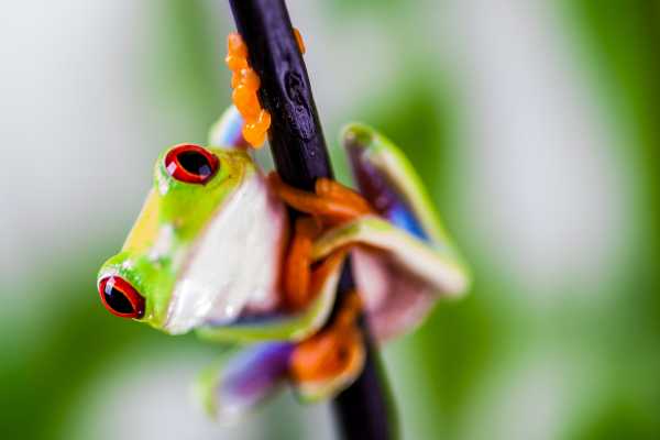 Reptiles and Amphibians Expedition