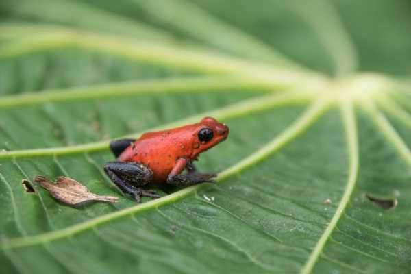 Reptiles and Amphibians Expedition