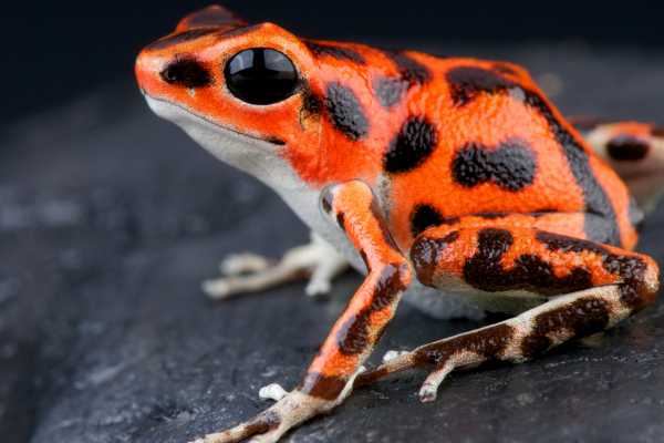 Reptiles and Amphibians Expedition