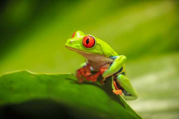 Reptiles and Amphibians Expedition