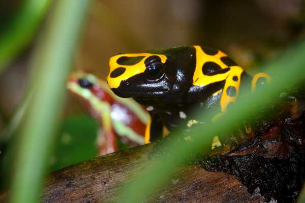 Reptiles and Amphibians Expedition