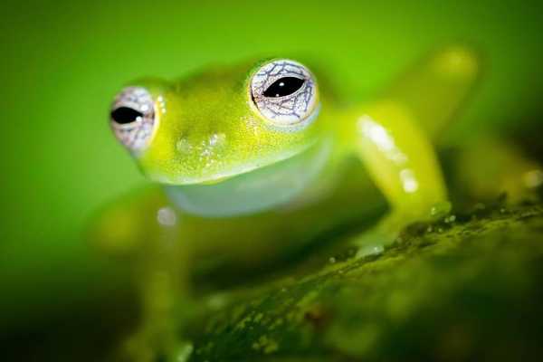 Reptiles and Amphibians Expedition