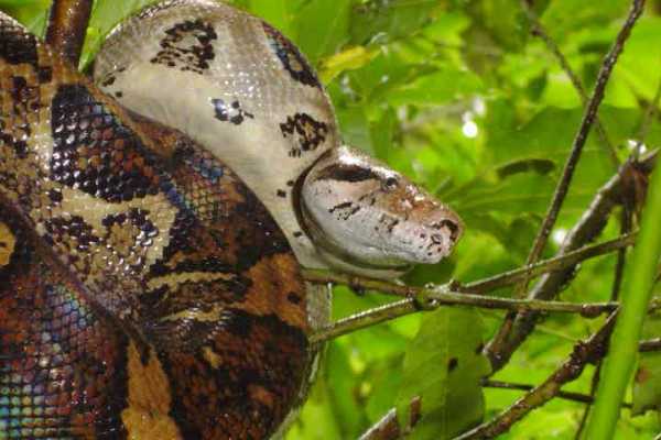 Reptiles and Amphibians Expedition
