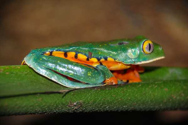 Reptiles and Amphibians Expedition