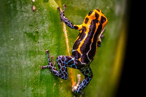 Reptiles and Amphibians Expedition
