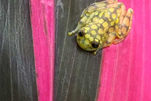 Reptiles and Amphibians Expedition