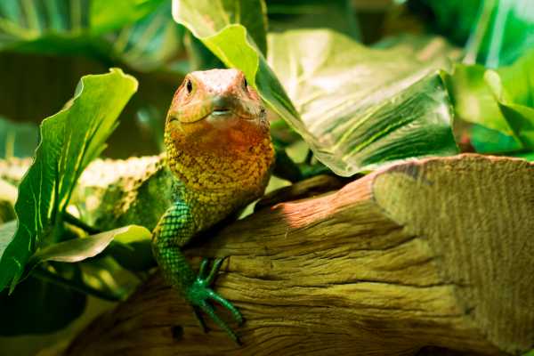 Reptiles and Amphibians Expedition