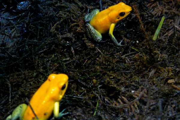 Reptiles and Amphibians Expedition