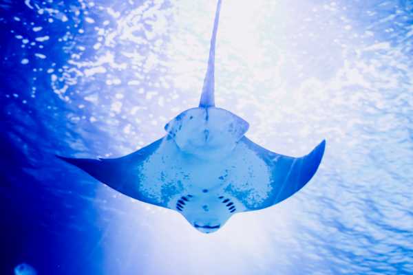 "Aqualord" Ultimate Ocean Ecotour