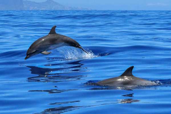 "Aqualord" Ultimate Ocean Ecotour