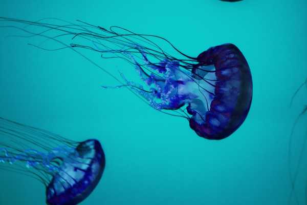 "Aqualord" Ultimate Ocean Ecotour
