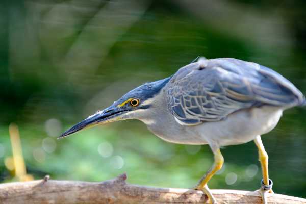 Bird-Watching at the Rinc&oacute;n Volcano